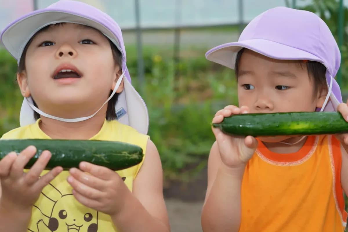 収穫したキュウリを食べる園児
