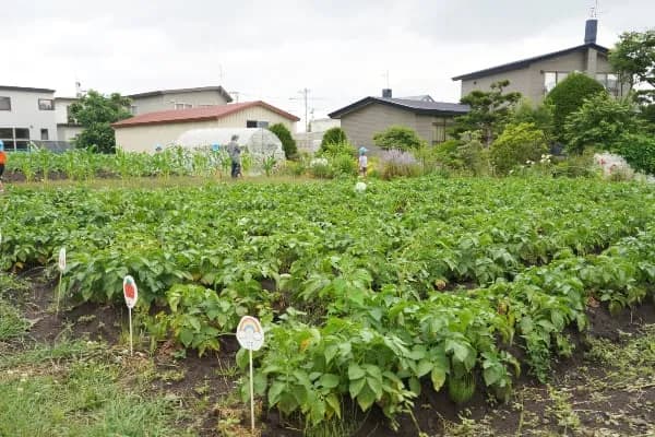 北見北光幼稚園の農園